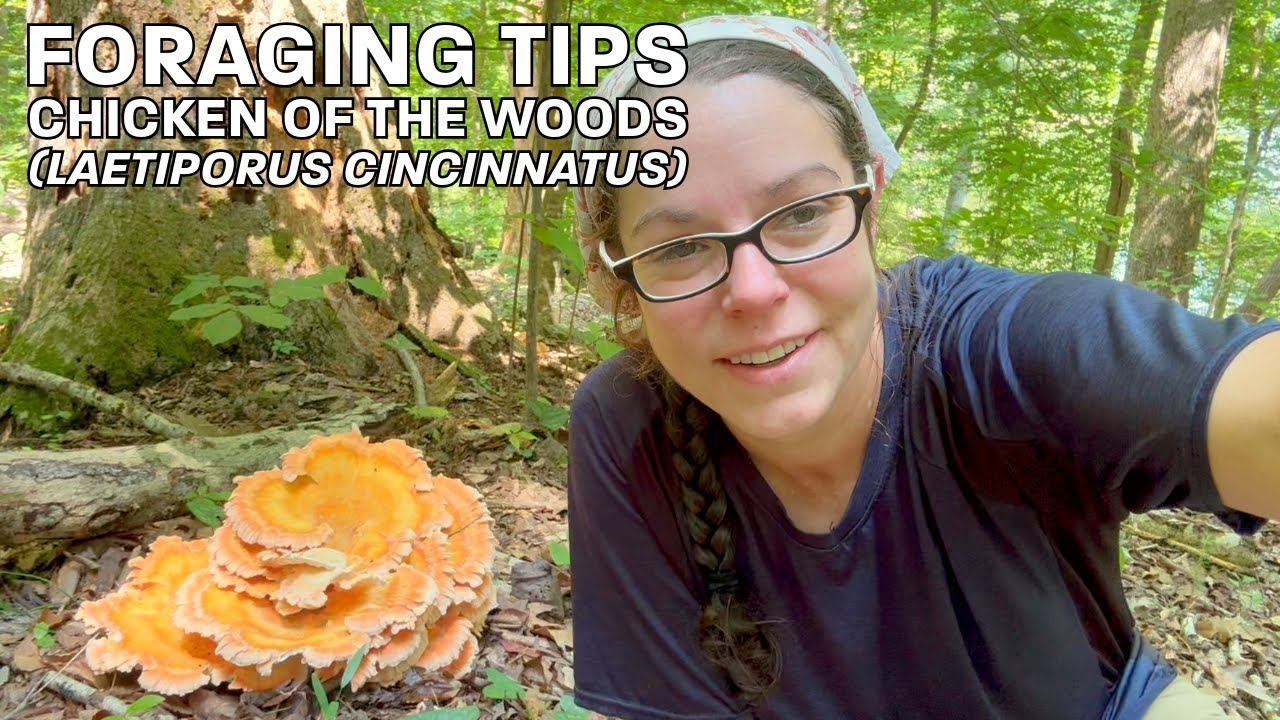 Лесная курица! Советы по поиску и идентификации Laetiporus cincinnatus