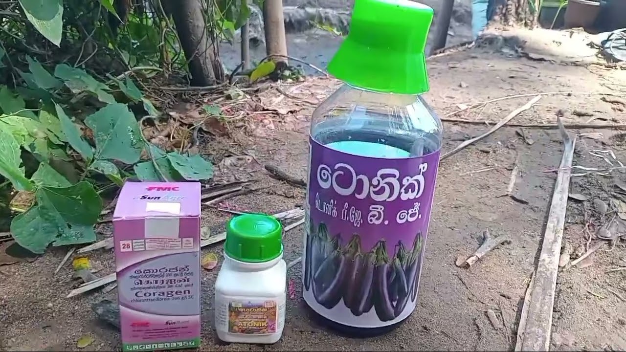 බටු වලට තෙල් ගහමු