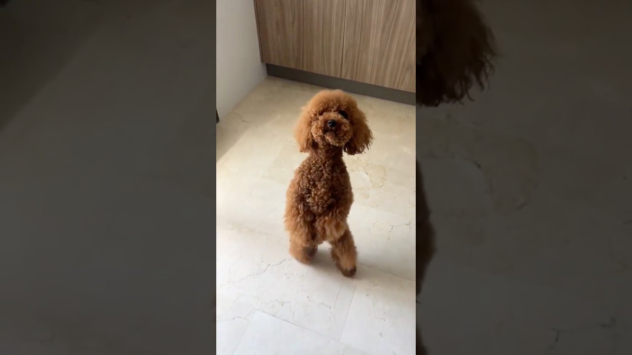 ¡Asi crece un Poodle!