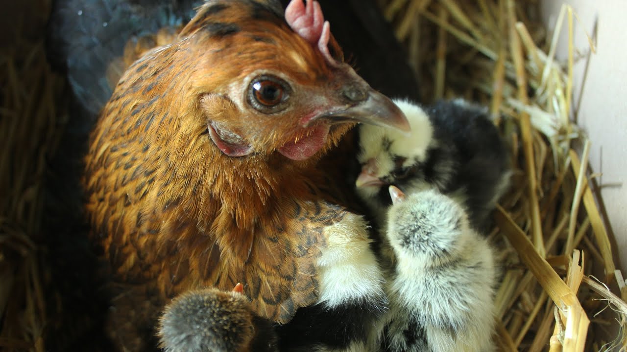Chicken Language Part 2 - Mothers & Babies Talking