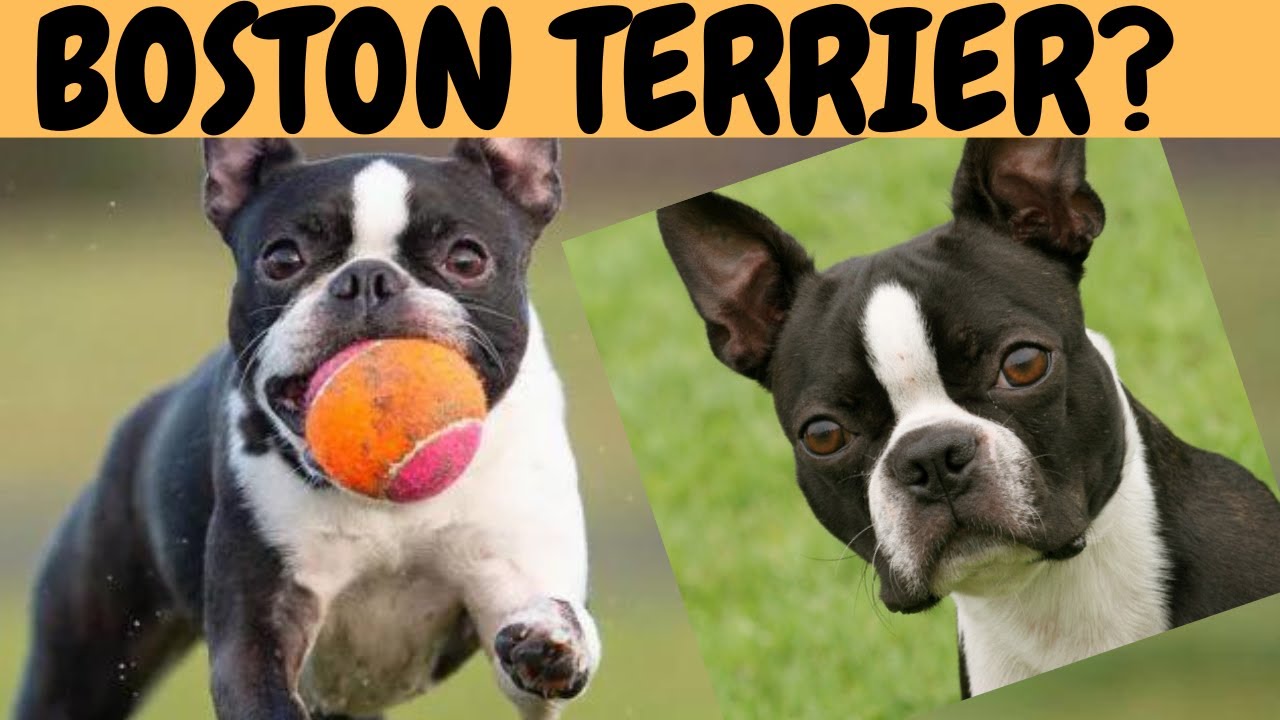 BOSTON TERRIER - társasági kutya, harcos ősökkel!