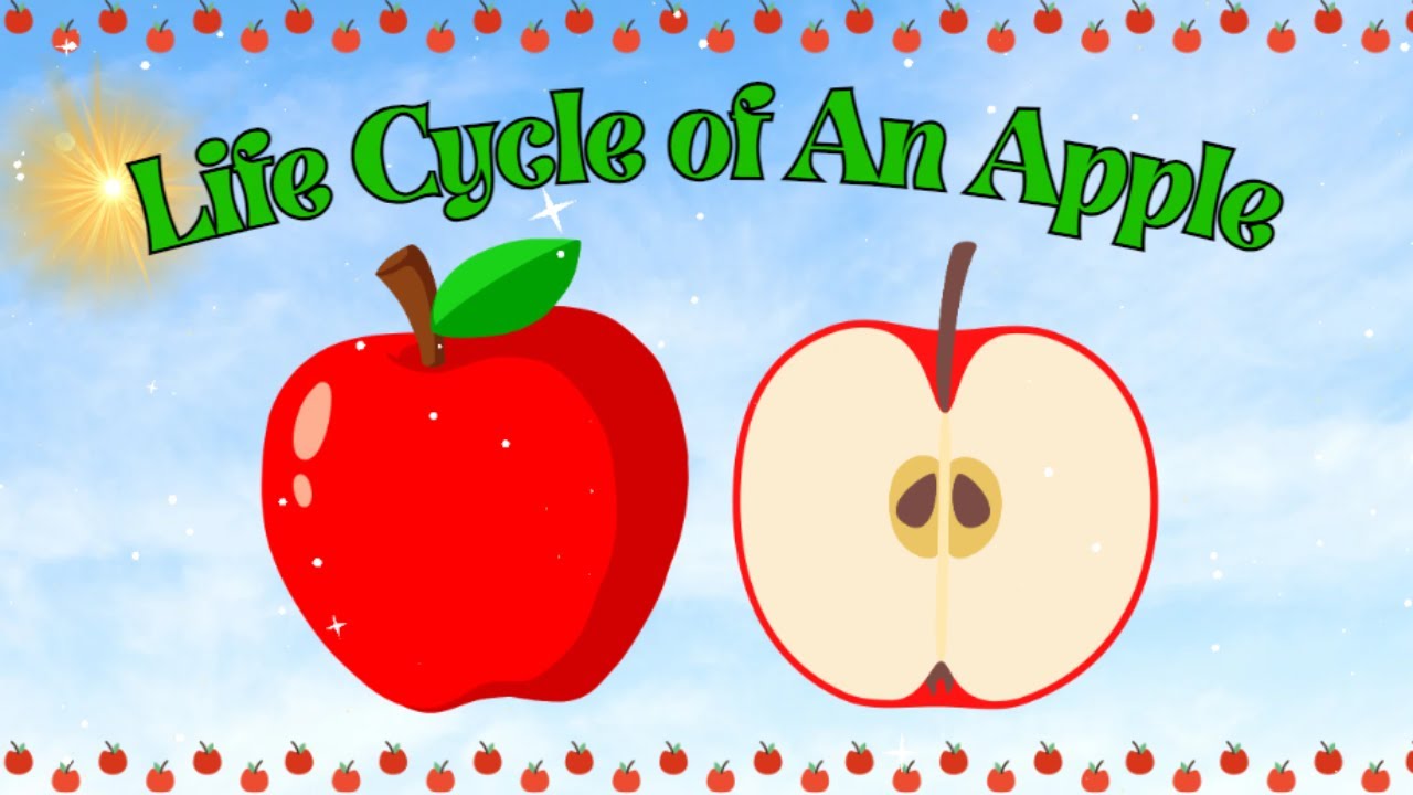 Learn Life Cycle Of An Apple for Kids | Science | Autumn | Educational Video for Kids!