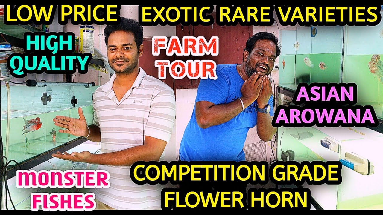 🐠Competition Grade Flowerhorn For sale at Cheap Price in Chennai | Rare & Exotic Monster Fishes