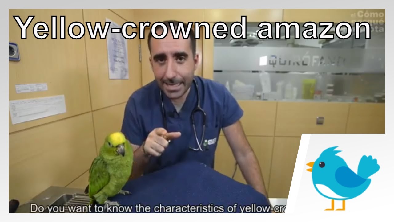 🐦 BIRDS: Feeding and breeding Yellow-crowned amazon.