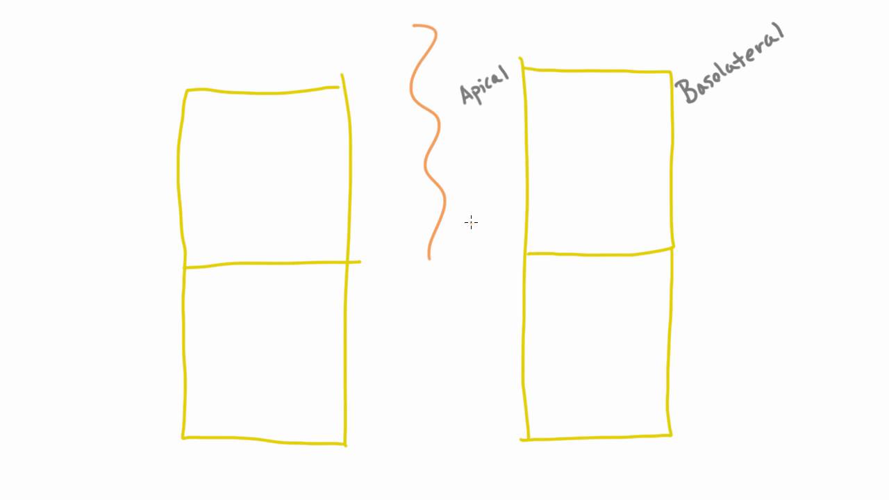 How does sodium cross the basolateral membrane in the PCT of the nephron?
