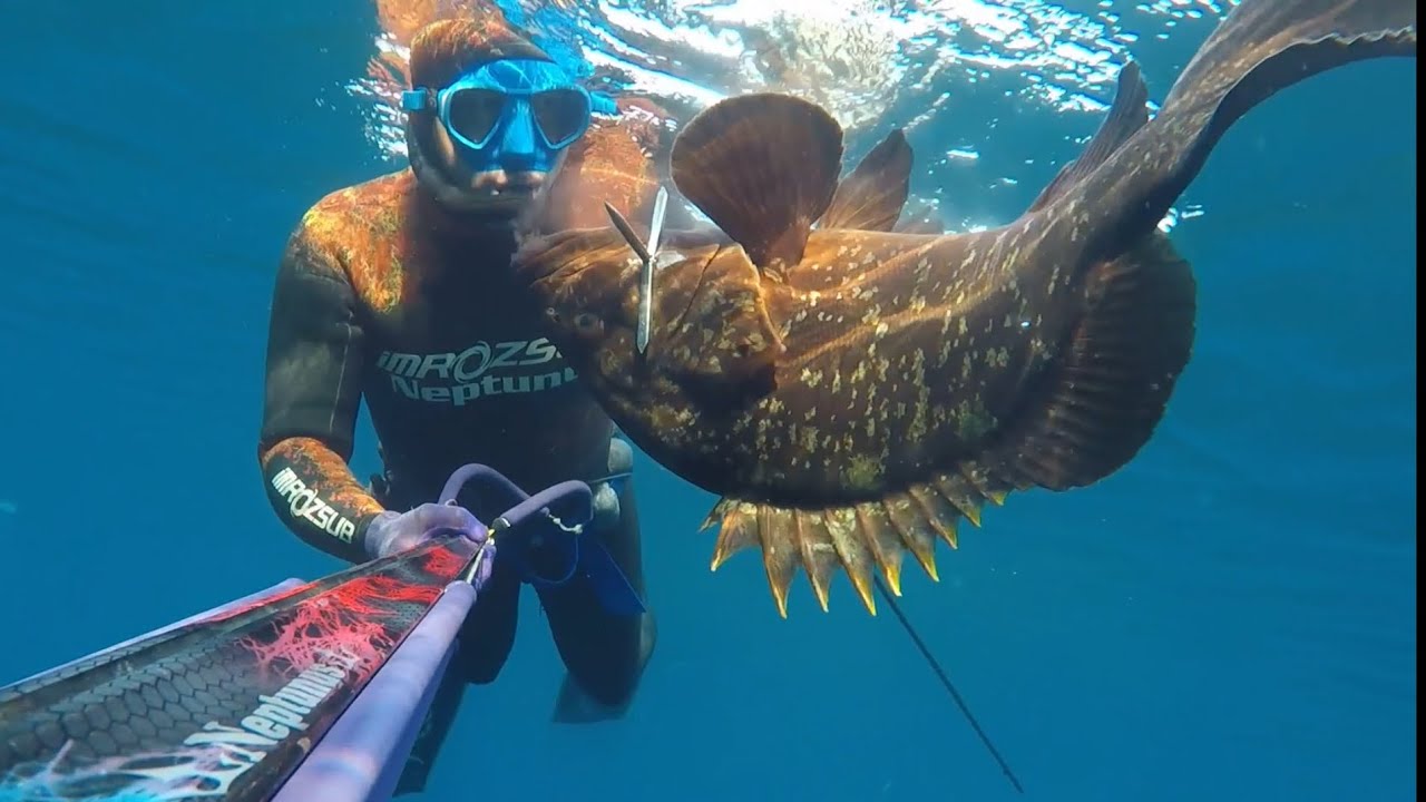 Spearfishing 🔱Dentex and Dusky Groupers 🔱Summer2025 #spearfishing #dentex 