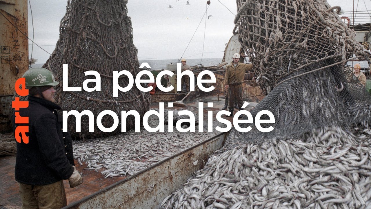 Poissons : une pêche mondialisée -  Le dessous des cartes | ARTE
