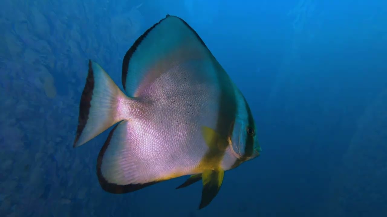 Hurghada wrecks 2026