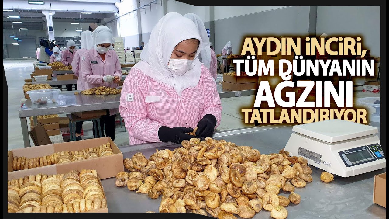 Aydın'dan 45 Günde 83 Ülkeye 70,22 Milyon Liralık İncir İhracatı Yapıldı