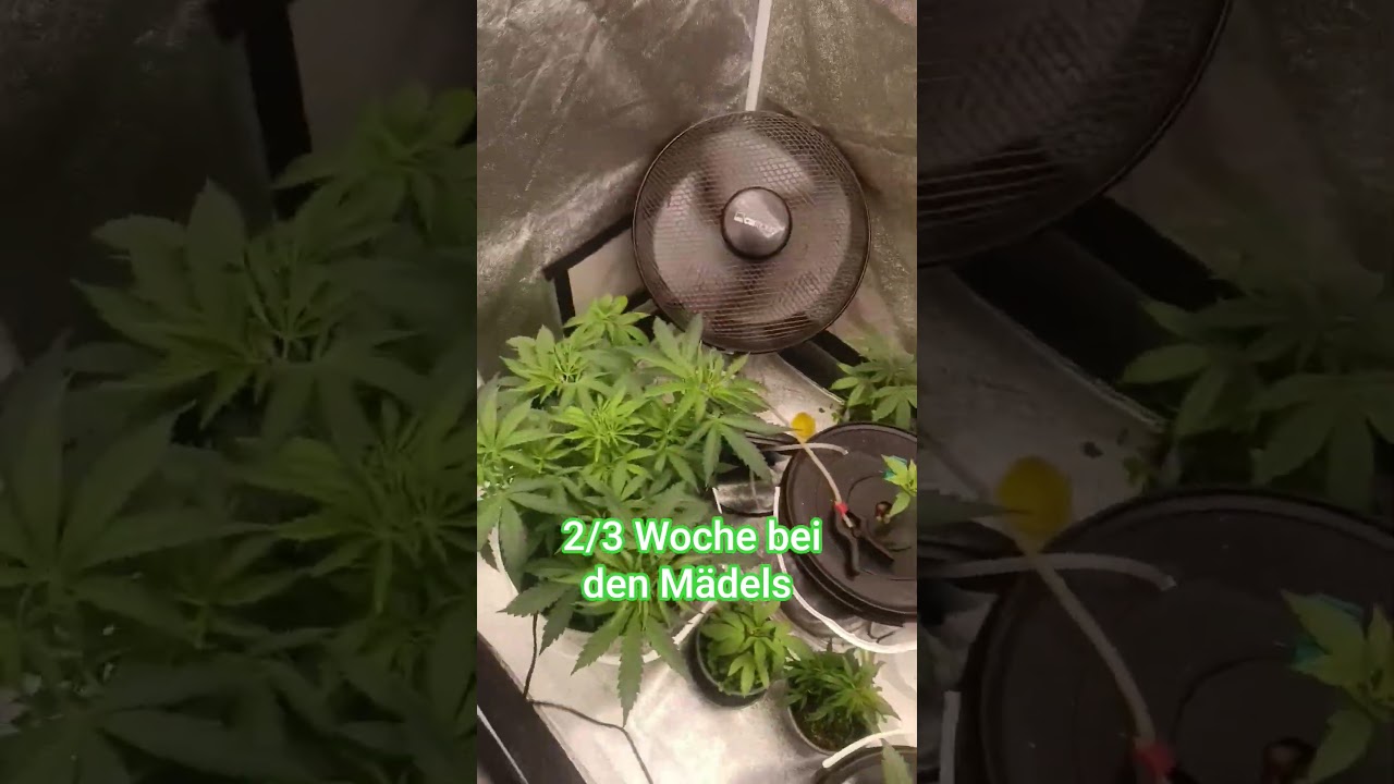 19.01.2026 #seedssupplier  #automatisch #marshydro #dwcs #chocoloop #wildthai #BlackDomina #Frosted.