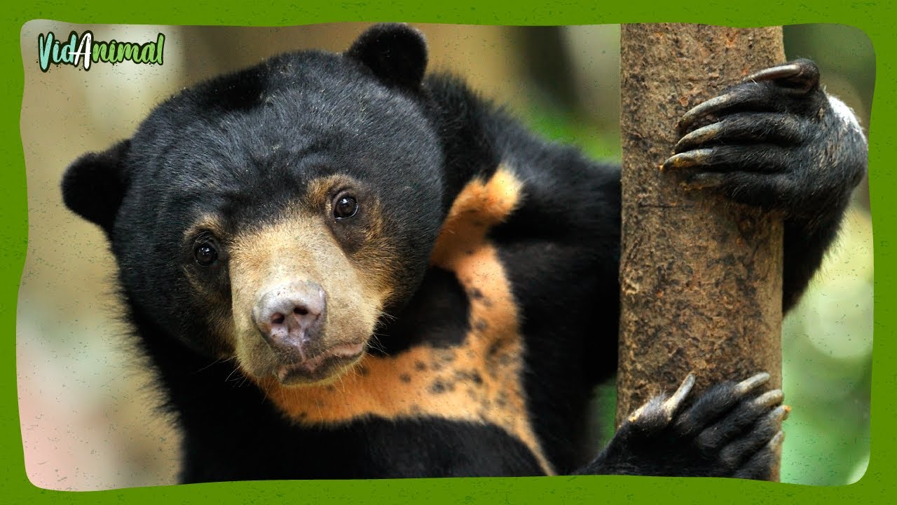 EL OSO MALAYO: El oso mas pequeño del mundo.
