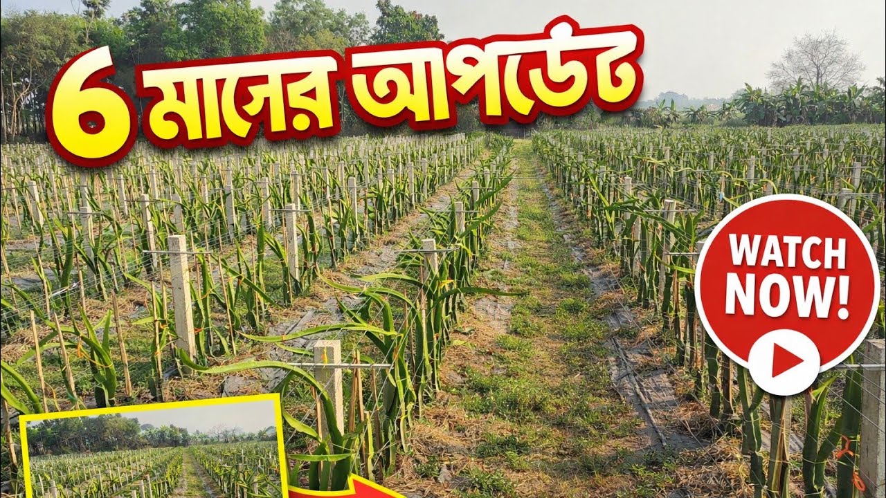 ড্রাগন ফল ফার্ম ৬ মাসের আপডেট  | Growth, Trellis & Drip System | Dragon Fruit Farming India