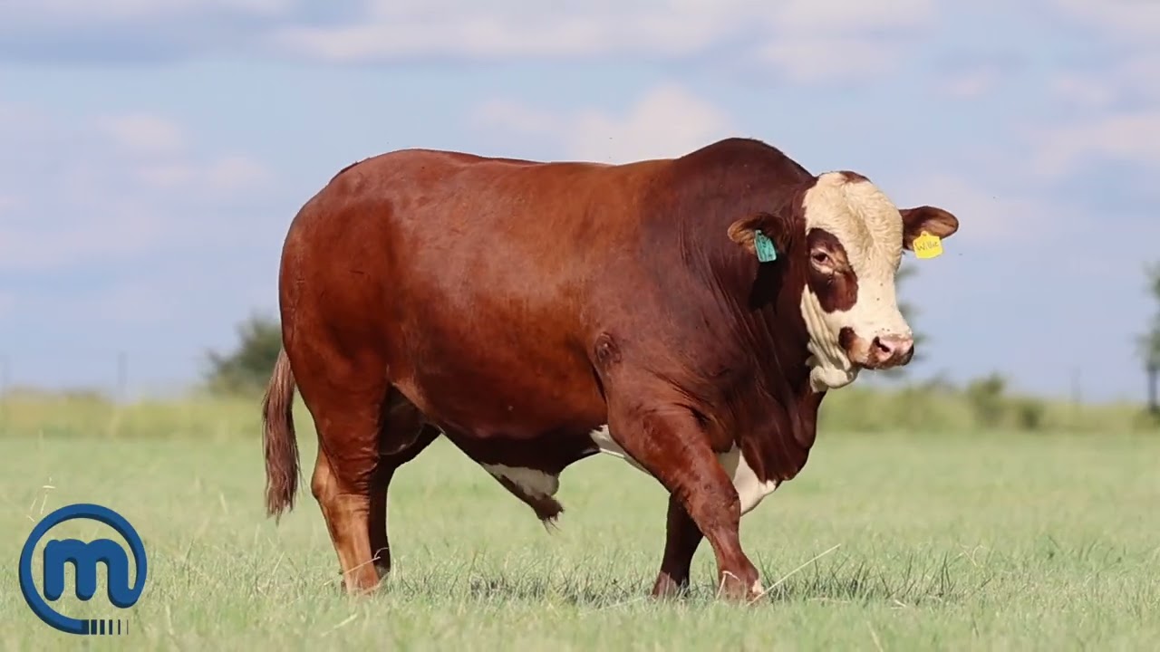 Great Simbra bull going on auction.
