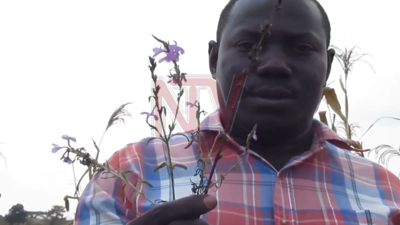 Farmers struggling with striga weed outbreak in district