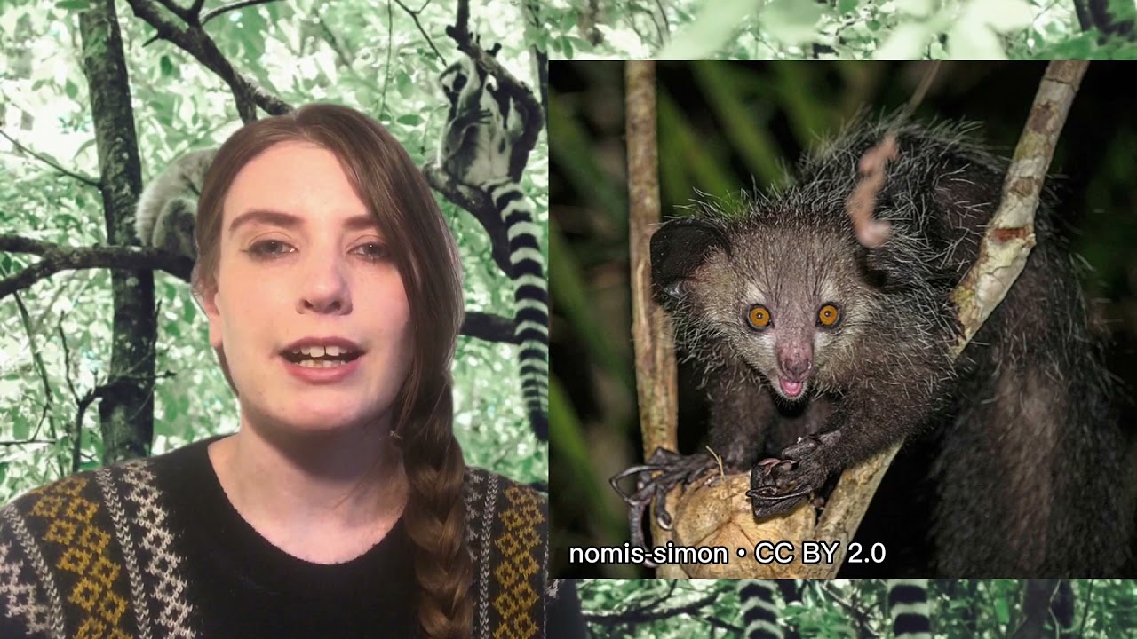(04) Rebecca Owens - Lemurs #PassionFlash21