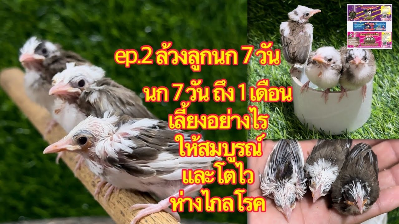 ep.2 ต่อ เลี้ยงนก 7 วัน ถึง 1 เดือน ให้นกสมบูรณ์และปลอดภัย #การเพาะพันธุ์นกกรงหัวจุก