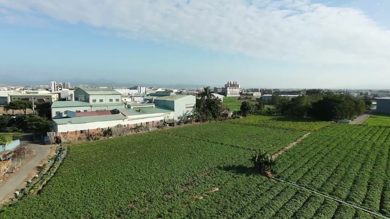 11501 樹王映彩