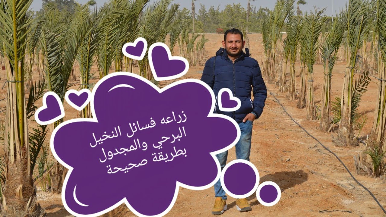 زراعة فسائل النخيل 🌴 Palm cultivation