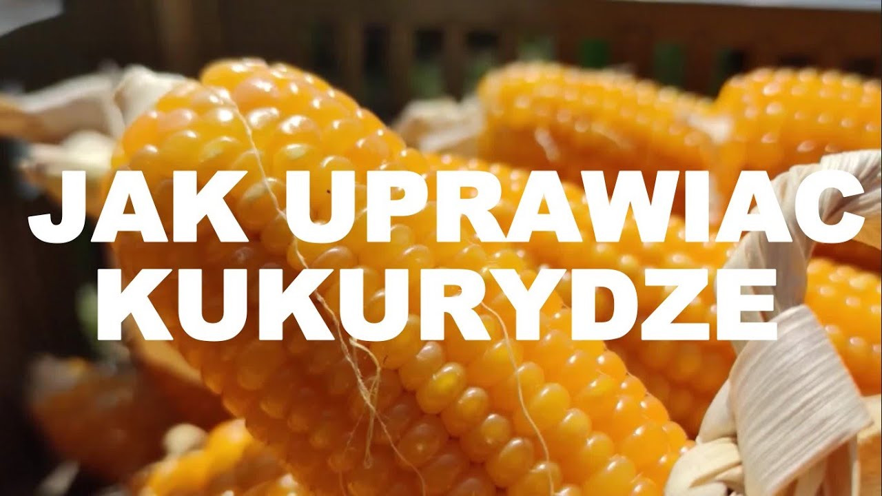Jak uprawiać kukurydzę i jak nawozić kukurydzę. Nawożenie kukurydzy. Uprawa kukurydzy.  #rolnictwo