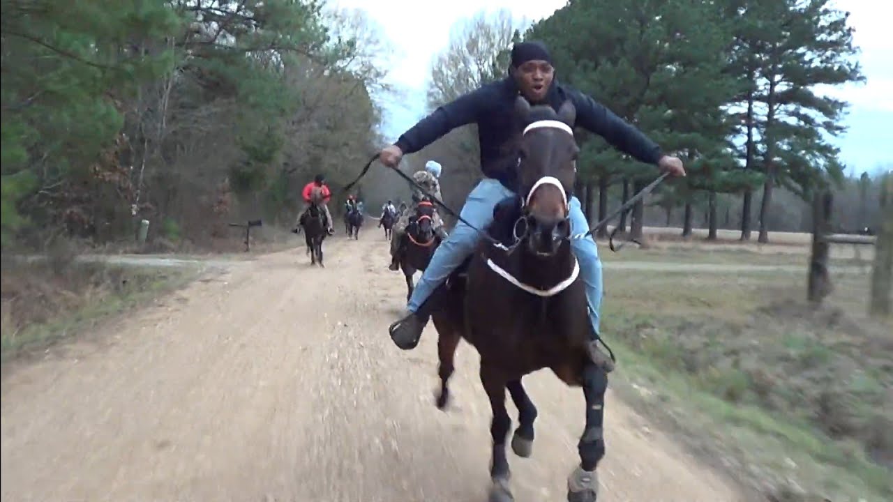 Super Fast Standardbred Mare Race Horse 