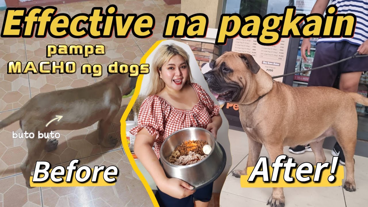 PAG KAIN NA NAG PATABA AT KAPAL SA DOGS NAMIN | Dog food, Supplements, Tips