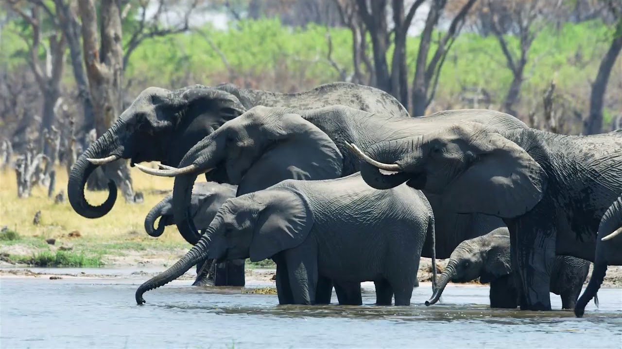 5K African Wildlife   African Nature Showreel 2019 by Robert Hofmeyr