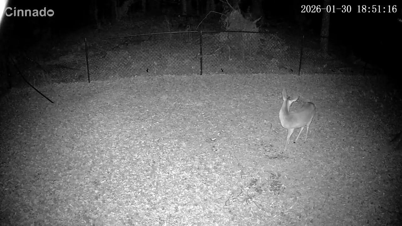 Deer 1/30/26