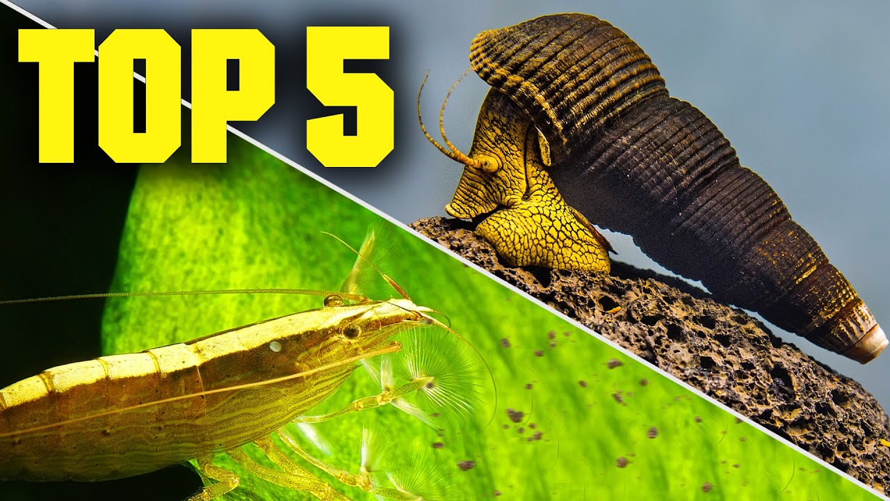 Top 5 Shrimp, Snails, & Crabs for Your Aquarium