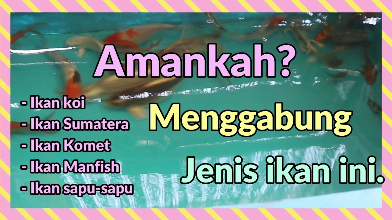 menggabung ikan koi, komet, manfish, dan sumatera. bisakah?