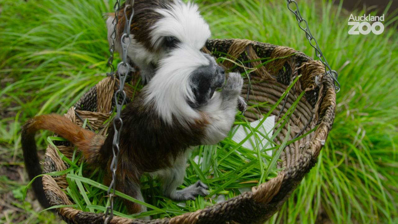 Zoo Tales - Punk-rock cotton-top tamarins