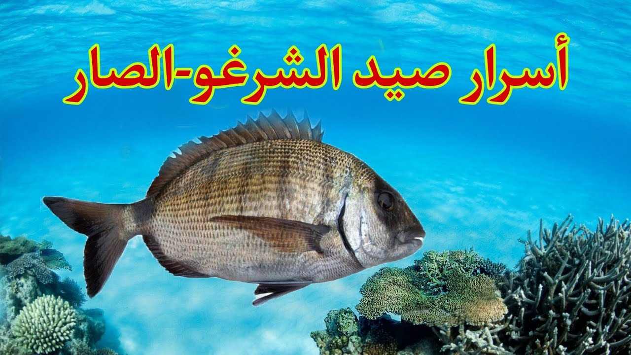 كل ما يجب معرفته عن صيد الشرغو فيديو شامل الانواع،اماكن الصيد ،طعوم...