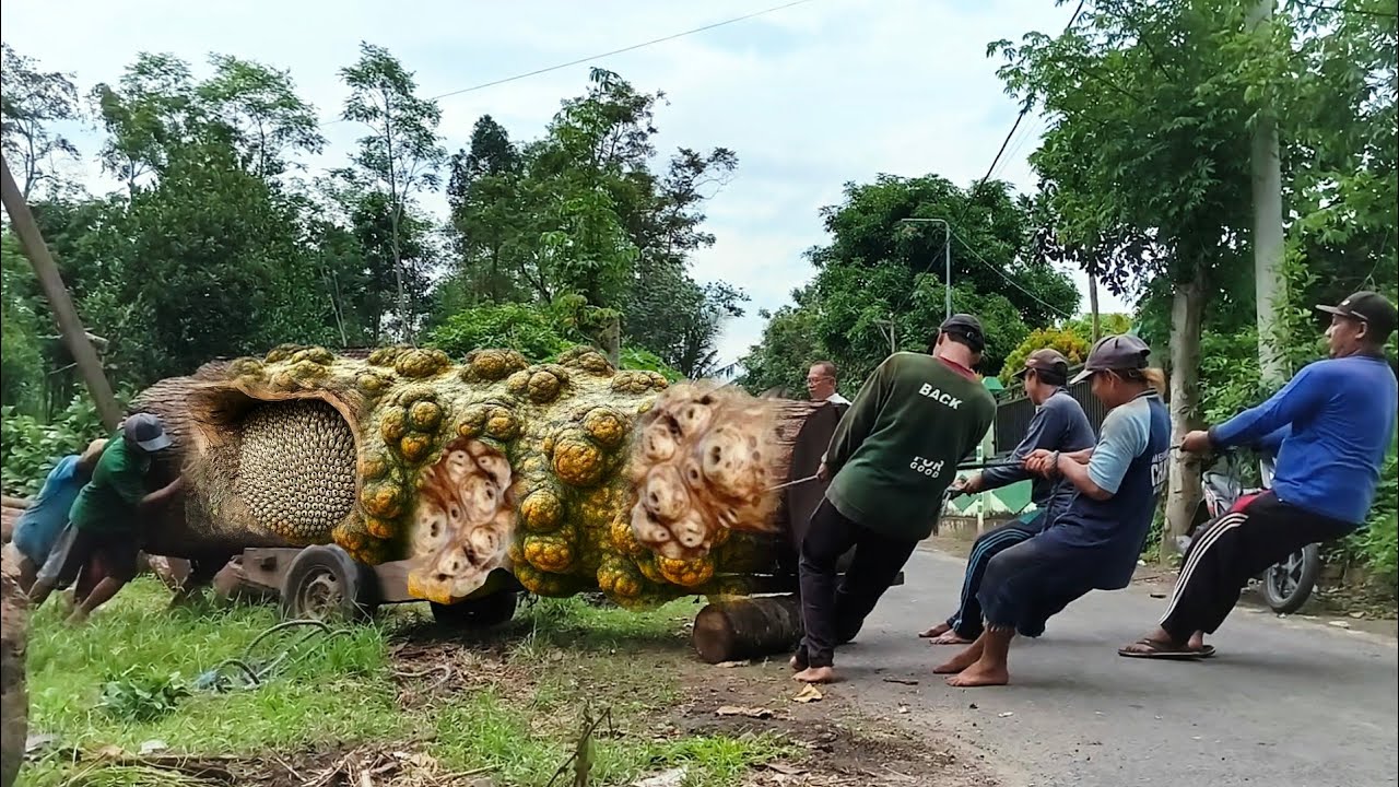 Eksekusi kayu raksasa di pabrik penggergajian kayu