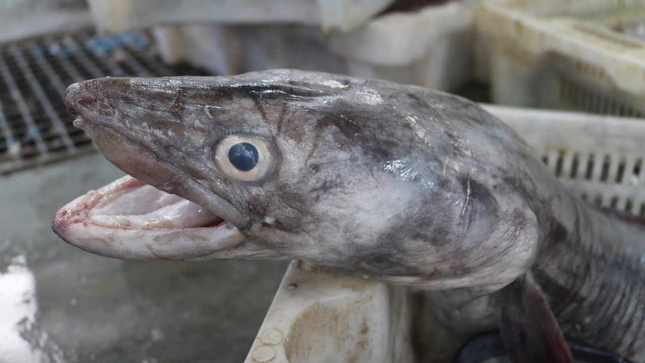GIANT CONGER EEL Filleting and Cleaning skills | EEl Skinning And Preparing for Selling