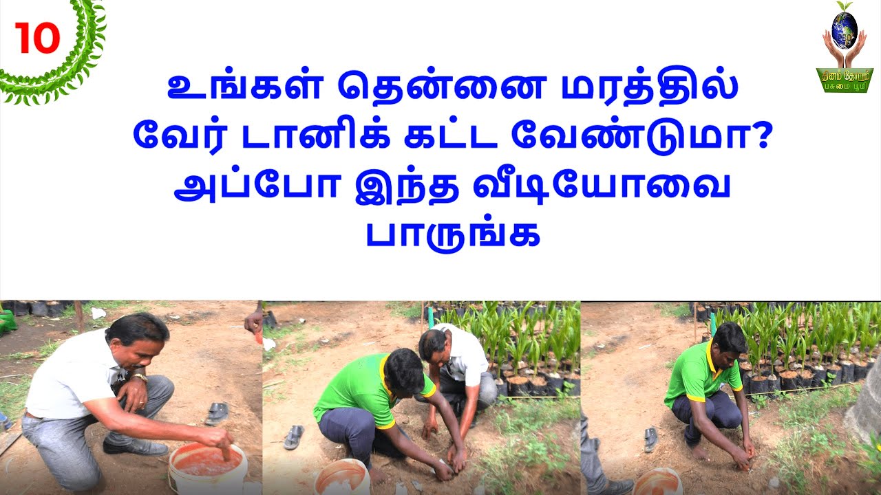 உங்கள் தென்னை மரத்தில் வேர் டானிக் கட்ட வேண்டுமா? அப்போ இந்த வீடியோவை பாருங்க! #rootfeeding#coconut