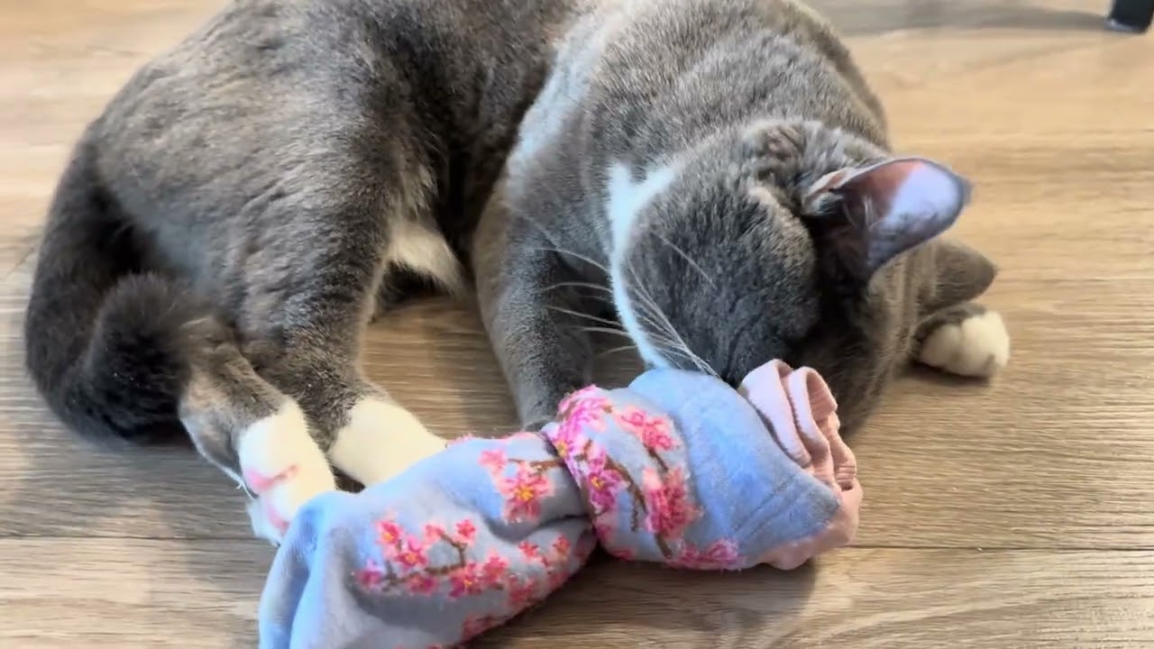 Sophiesticated catnip: activated 
