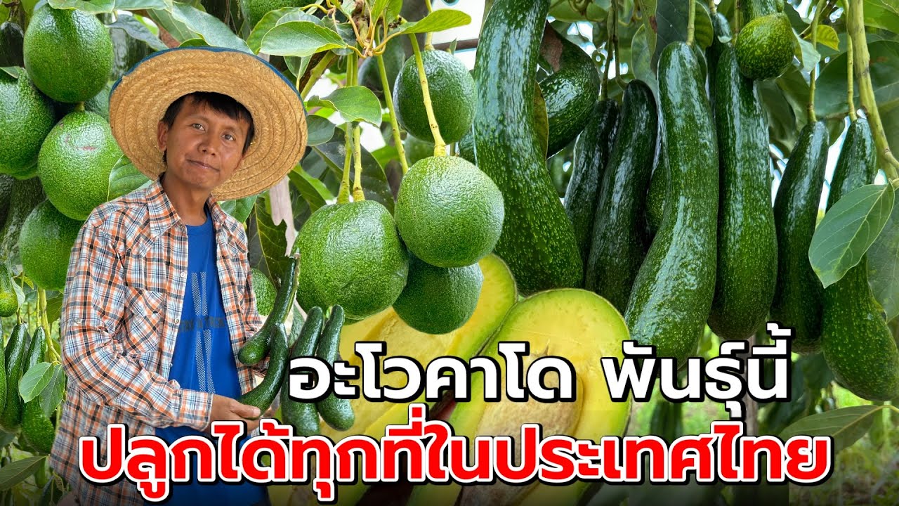 อะโวคาโด พันธุ์นี้ปลูกได้ทุกที่ในประเทศไทย อยากเริ่มต้น...ปลูกอะโวคาโดต้องดูคลิปนี้‼️