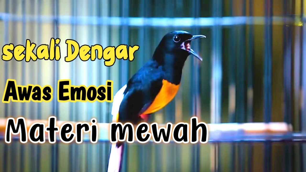 PANCINGAN MURAI GACOR FULL MATERI MENAIKKAN EMOSI MURAI APAPUN LANGSUNG ON CEPAT NEMBAK ISIAN