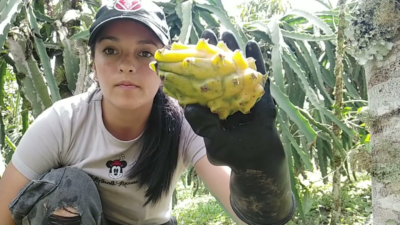 Así se Produce y cosecha la Pitaya en Boyacá Colombia