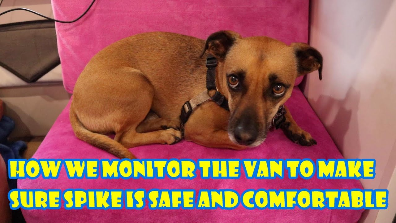How we remotely monitor our RV temperature to make sure Spike is okay.