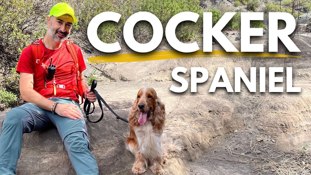 Il Cocker Spaniel Inglese. Che dice chi vive con questa razza?