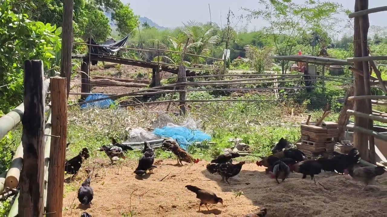 สนามเด็กเล่นไก่บ้าน