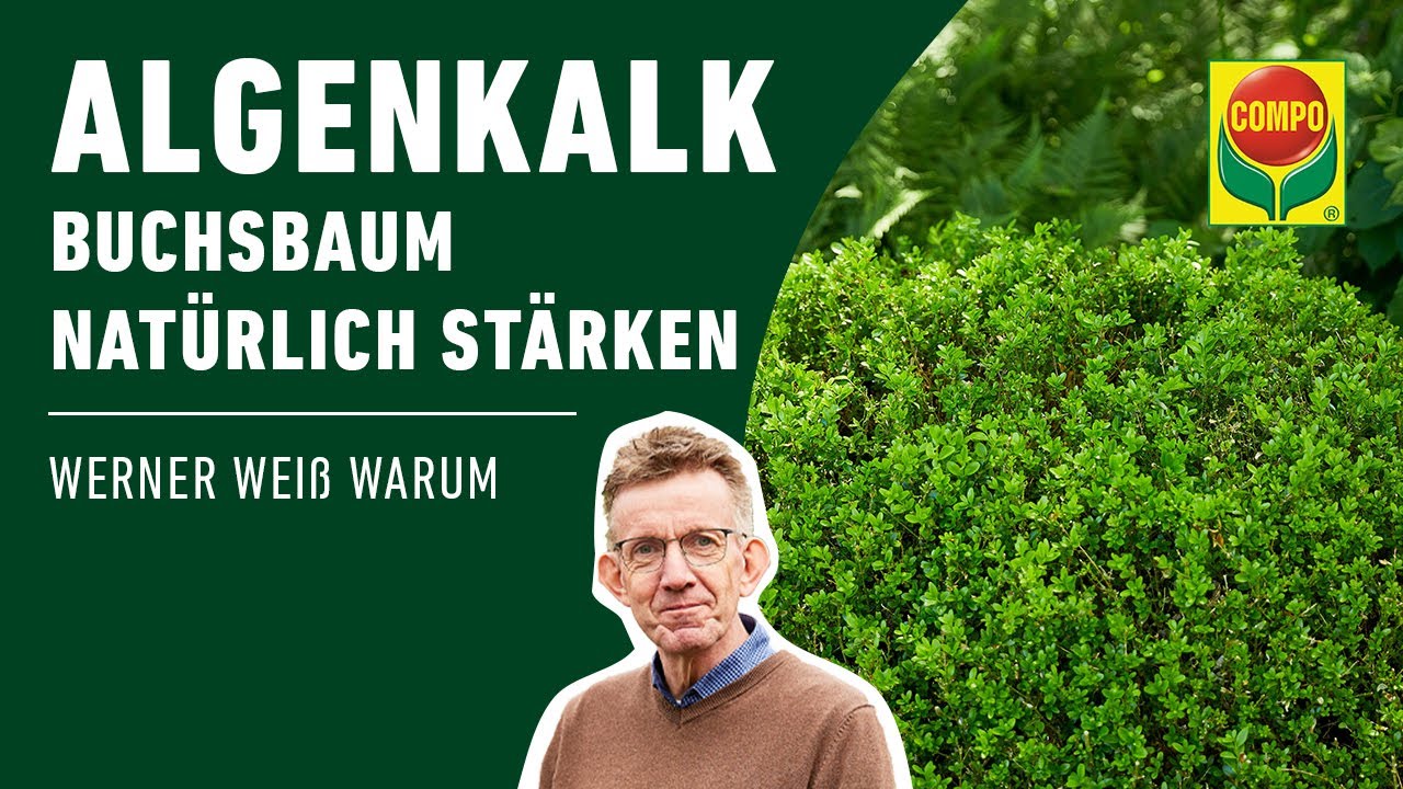 Buchsbaum stärken mit Algenkalk | COMPO