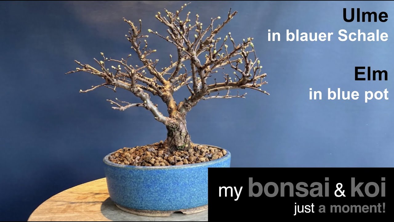 Bonsai - just a moment - Ulmus japonica - Ulme in blauer Schale - Elm in blue pot