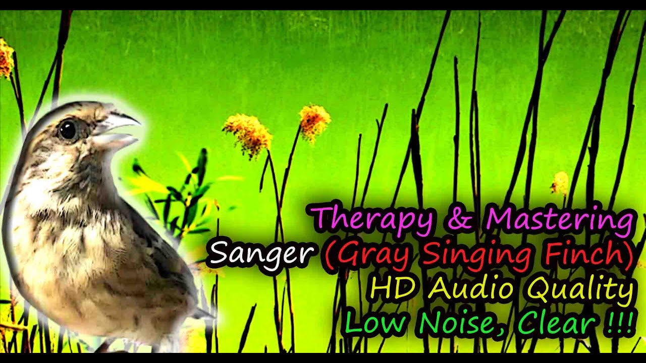 Grey Singing Finch Song (Serinus leucopygius) for Therapy & Bird Mastering