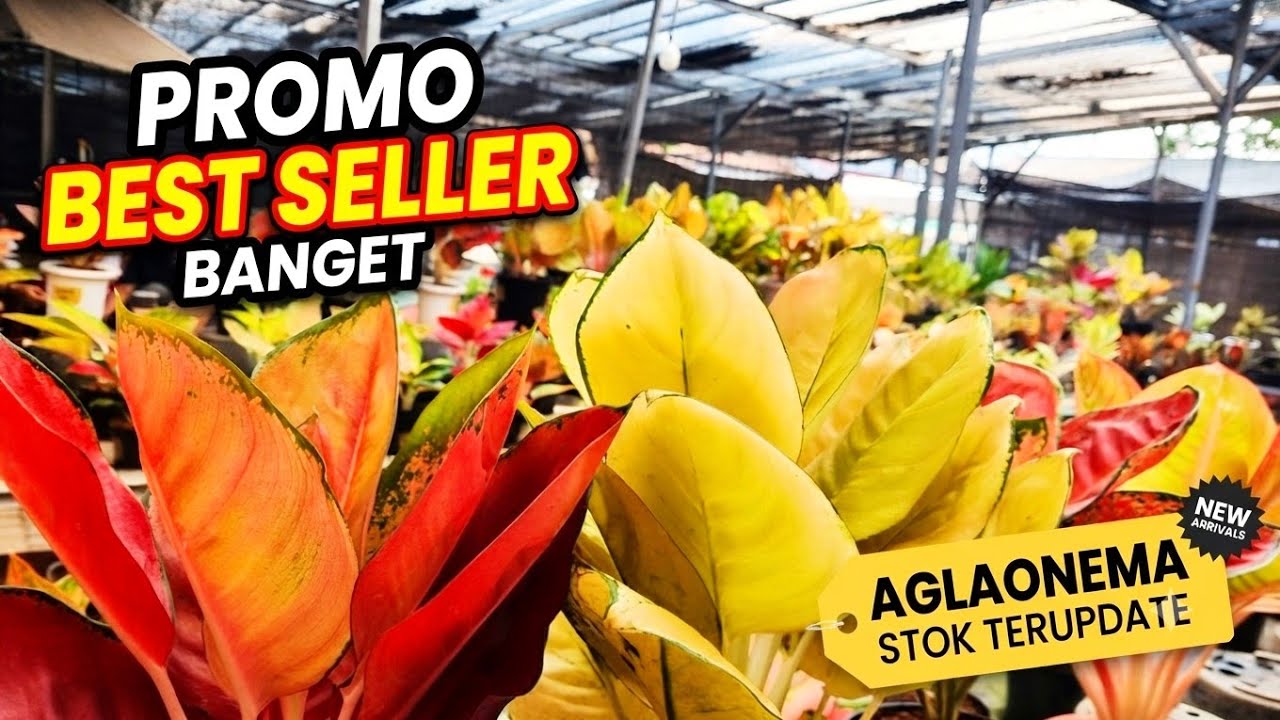 Huge best-seller promo, updated Aglaonema stock
