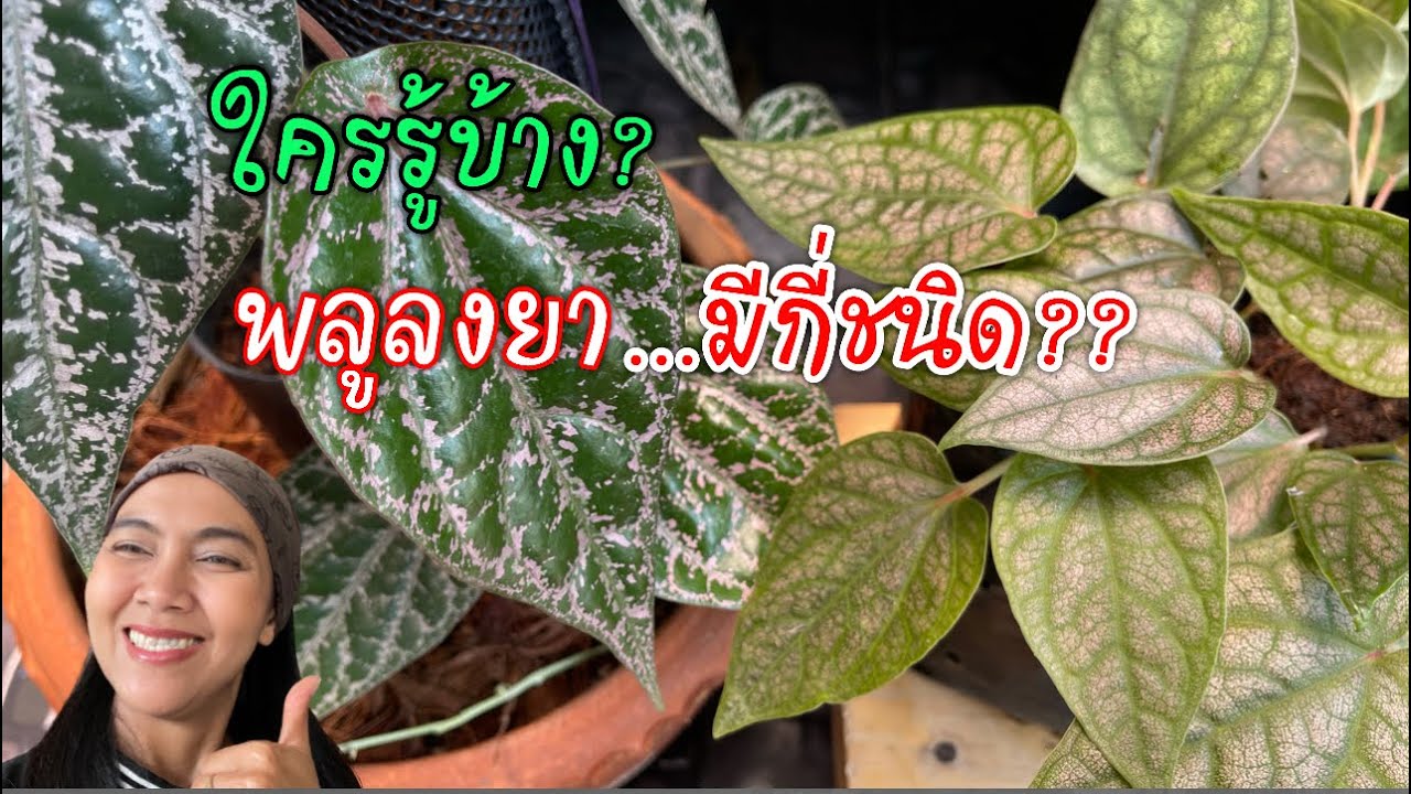 พลูลงยามีกี่ชนิด?? พาชมพลูลงยา ที่สั่งมาจากออนไลน์