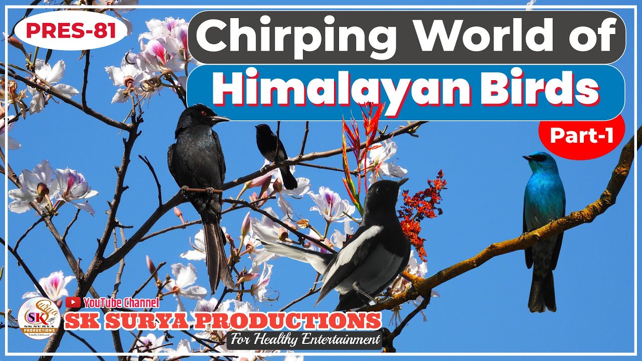 Chirping World of Himalayan Birds, Part 1| 21 beautiful Indian Birds | Wildlife |