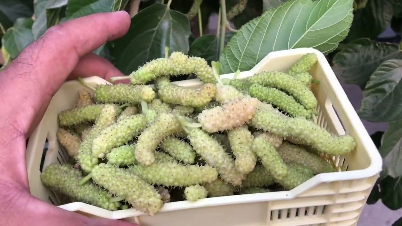 فيديو يختصر تقليم شجرة التوت خلال عامين