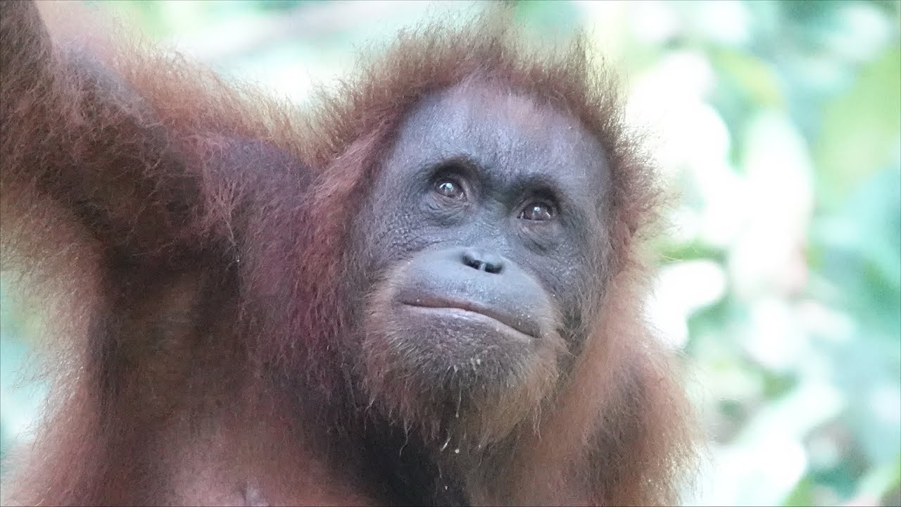 BORNEO EXPERIENCE (1/5)  MY NATURE RESORT - Orangutans, Sun Bear + more