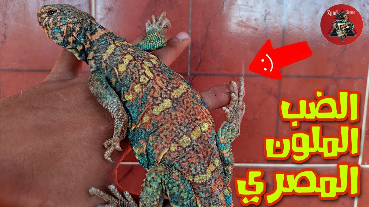 تربية الضب الملون السيناوي، how to keep an ornate uromastyx